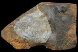 Paleocene Fossil Leaf (Cocculus) - North Dakota #95514-1